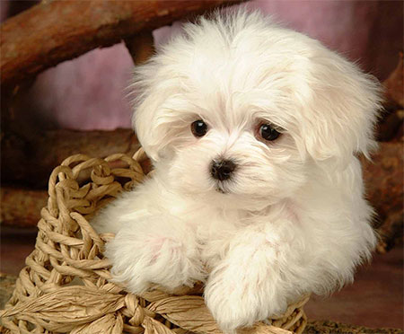 CutePuppyBag